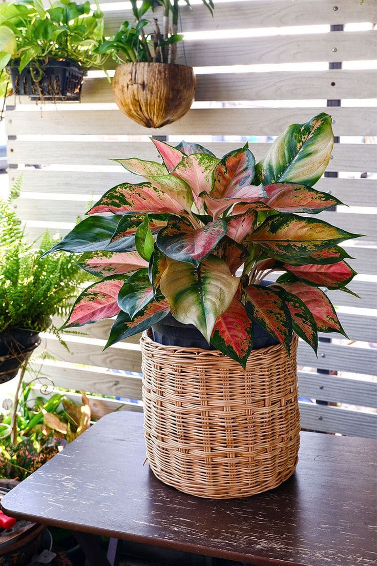 Aglaonema