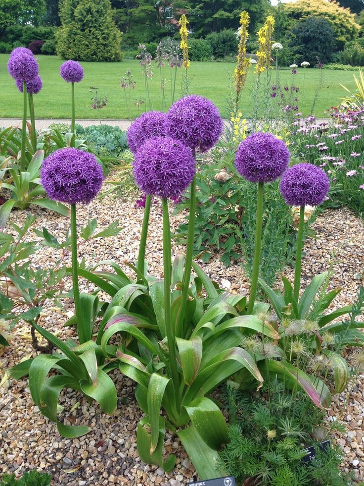 Alliums