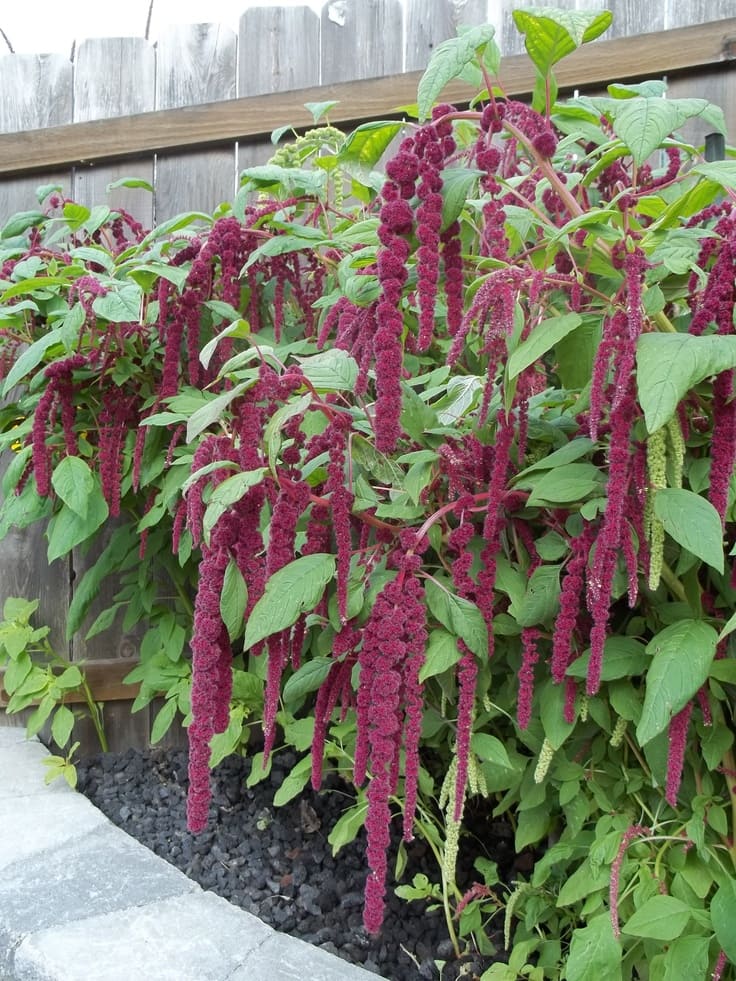 Amaranth