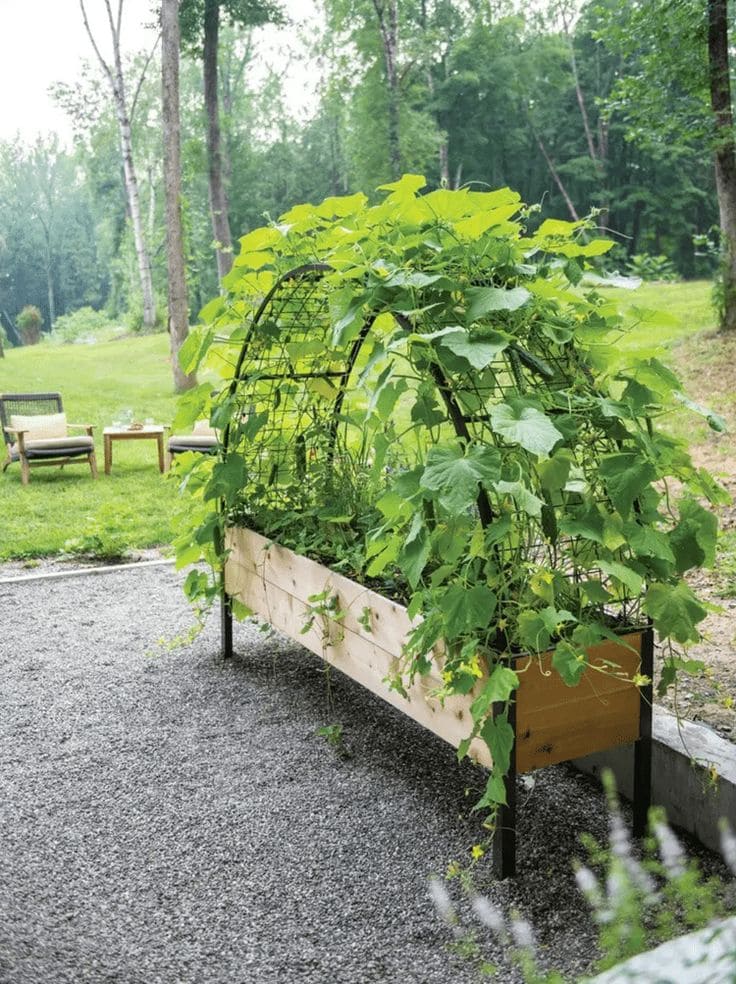 Arched Ambition DIY Cucumber Trellis