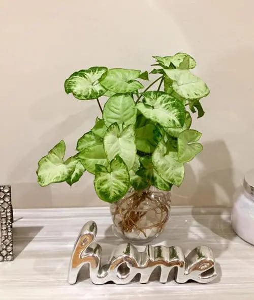 Arrowhead Plant