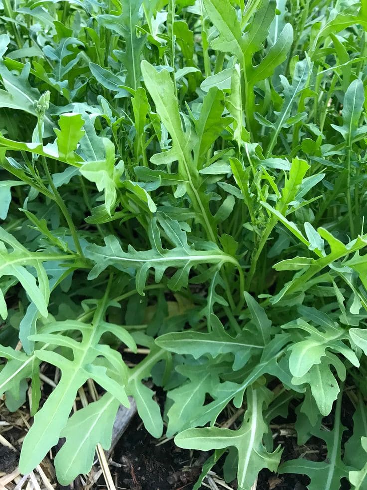 Arugula