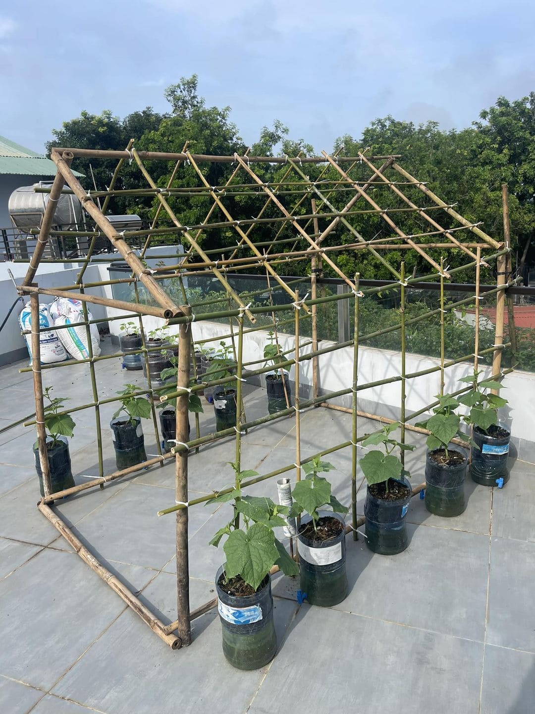 Bamboo Cucumber Pyramid Trellis