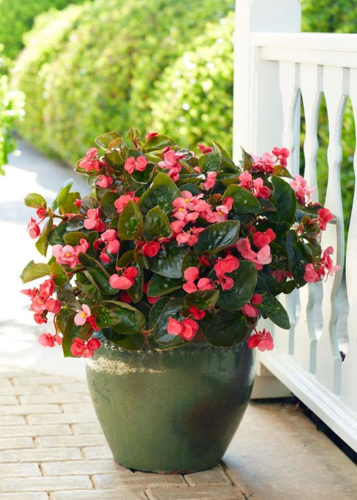 Begonias