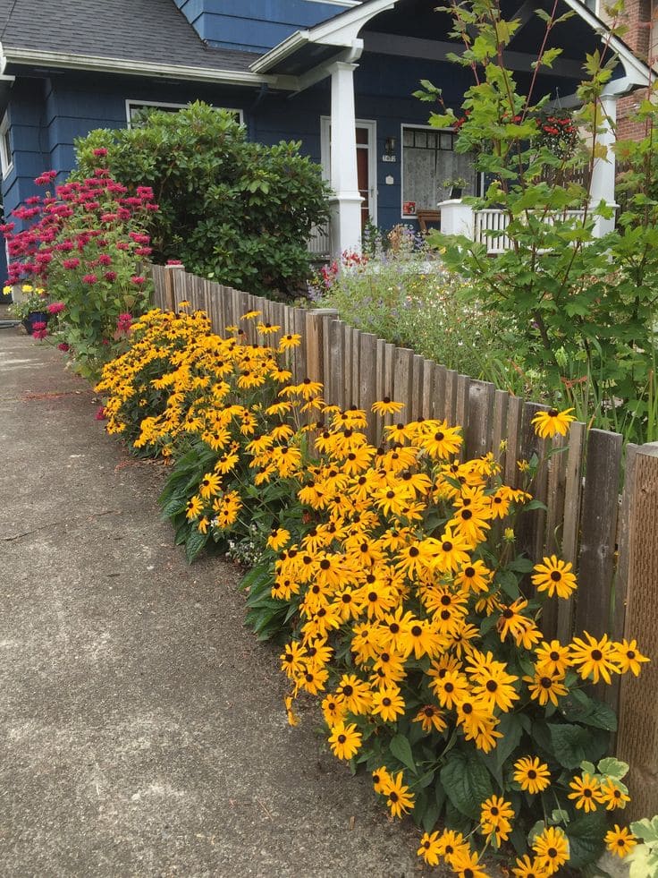 Black-Eyed Susans