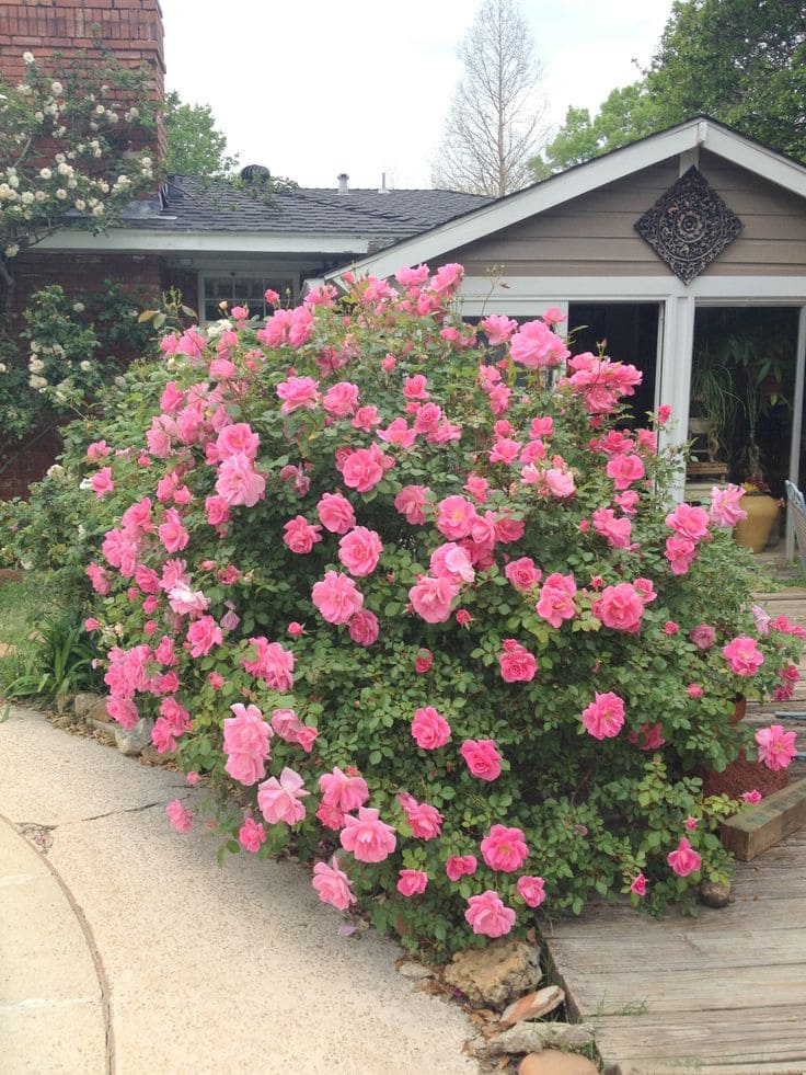 Blooming Pink Rose Shrubs