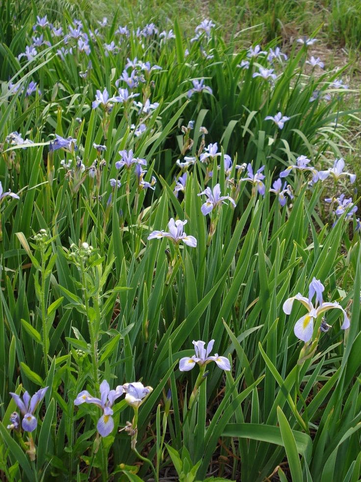 Blue Flag Iris