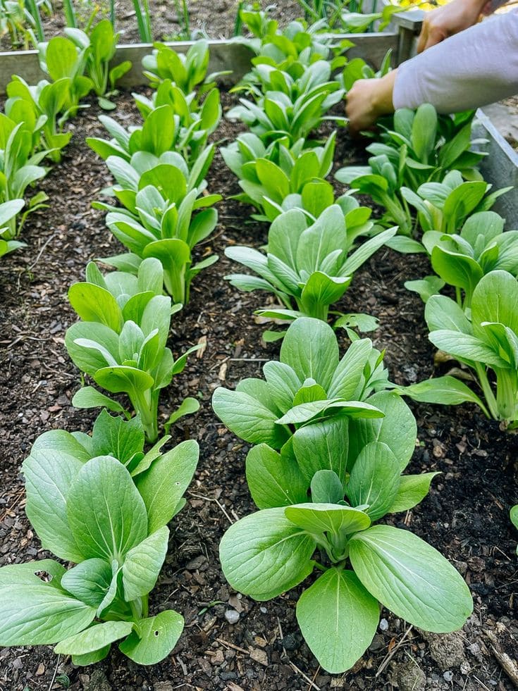 Bok choy