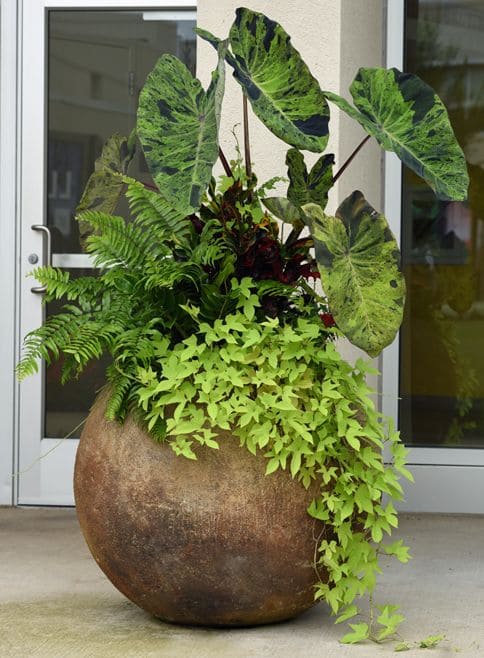 Bold Sphere Planter for Tropical Foliage