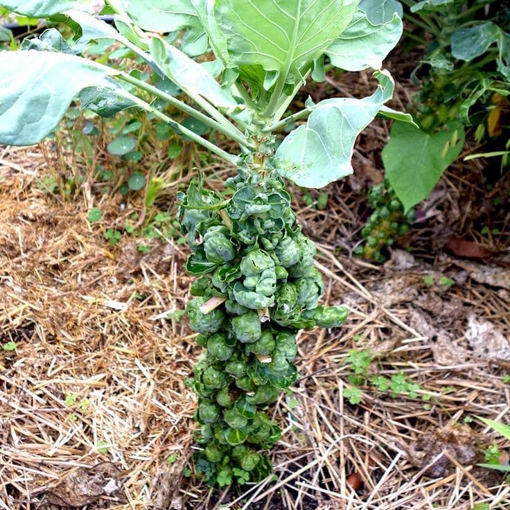 Brussels Sprouts