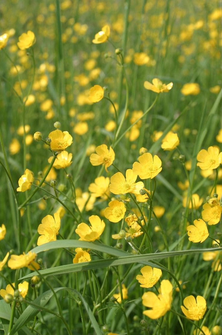 Buttercups