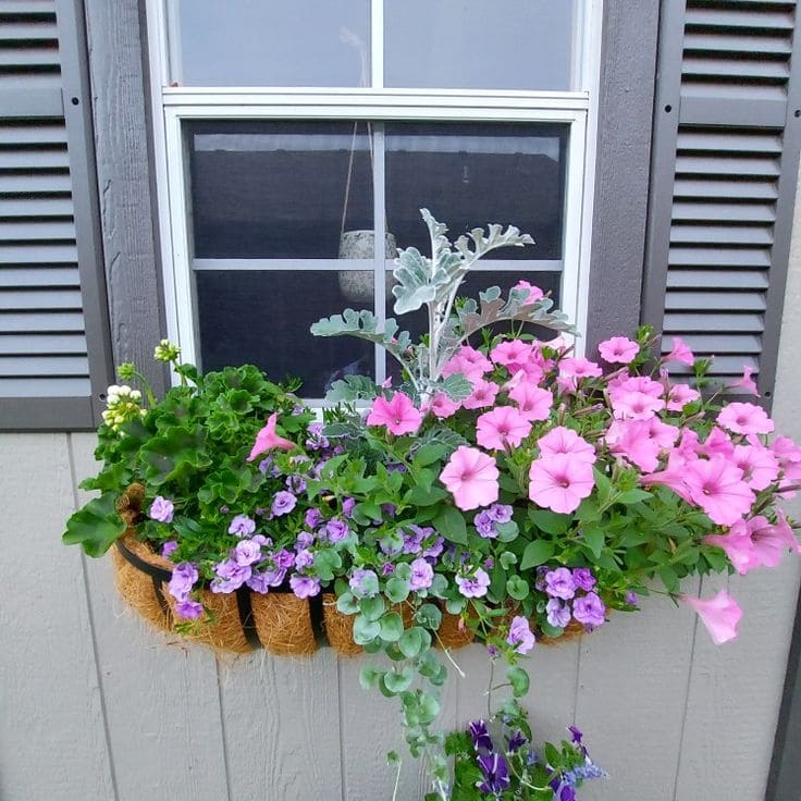 Calibrachoa