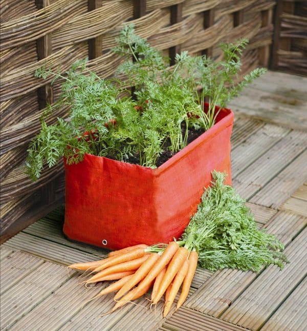 Carrots