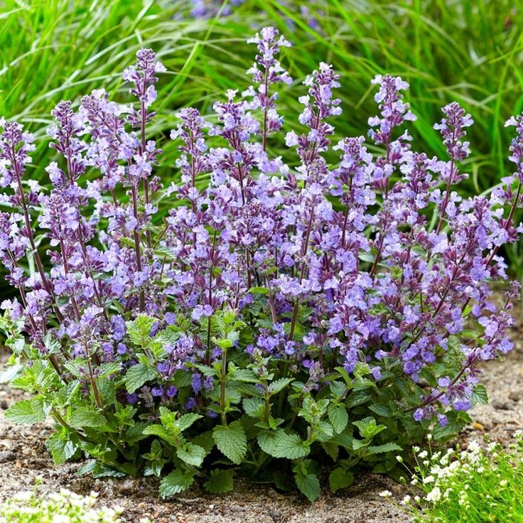 Catmint