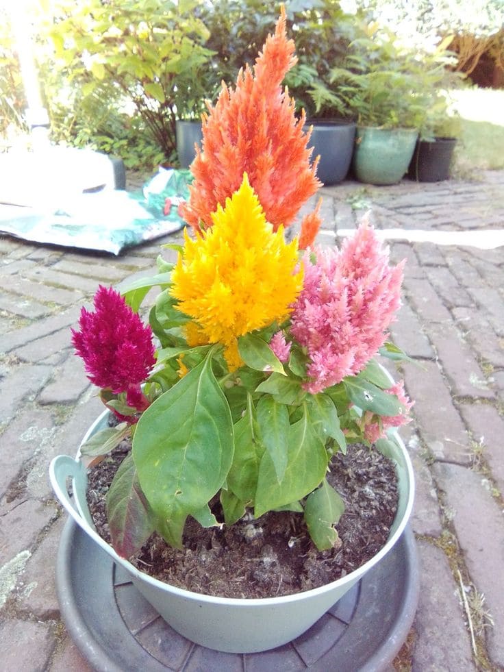 Celosia