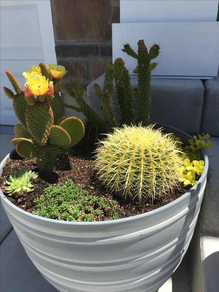 Charming Cactus Garden in Buckets