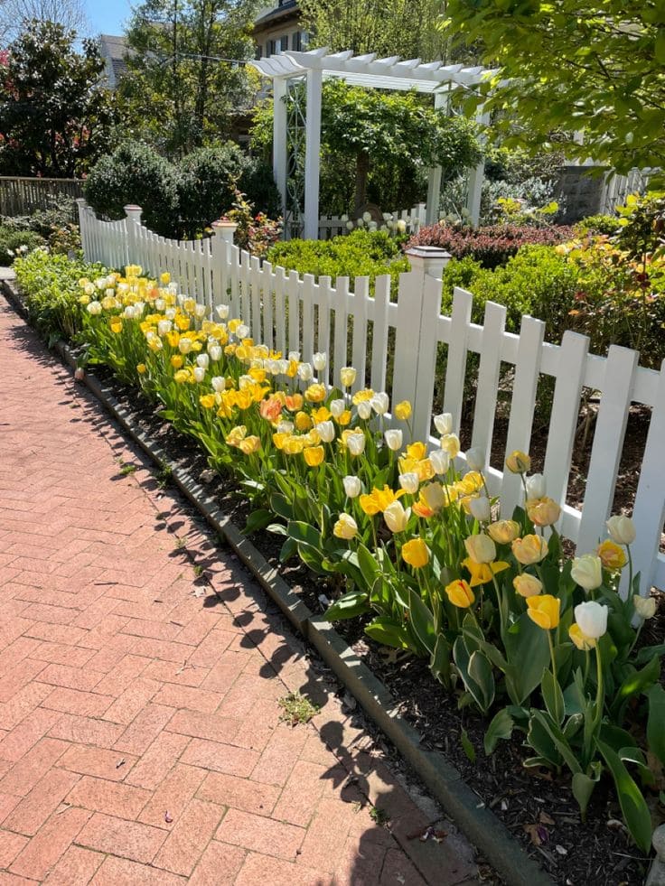 Charming White Fence with Tulip Border