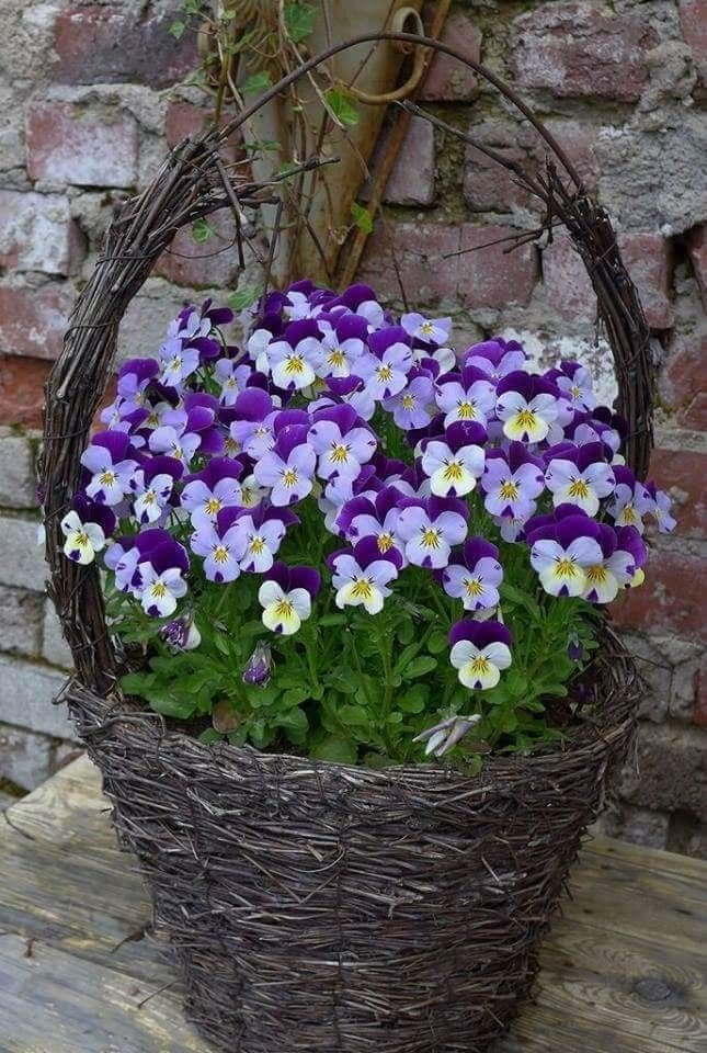 Charming Wicker Basket Viola Display