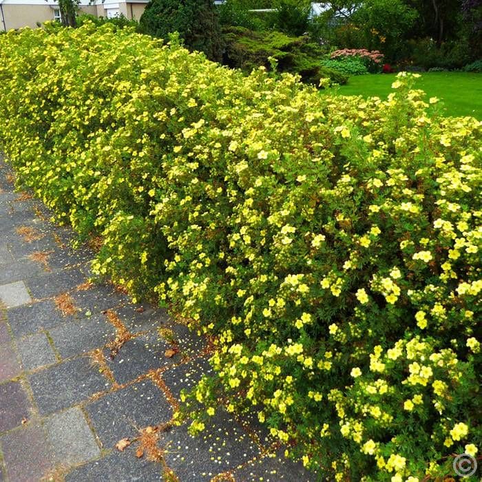 Charming Yellow Potentilla Shrubs