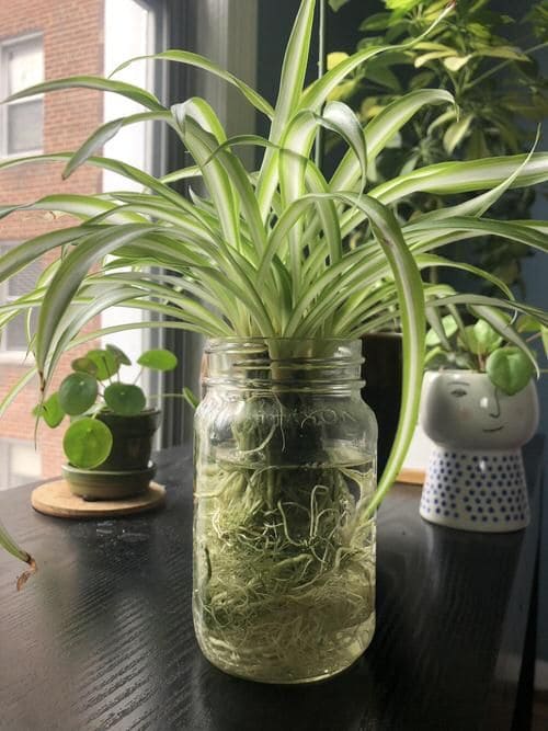 Chic Mason Jar Hydroponic Planter