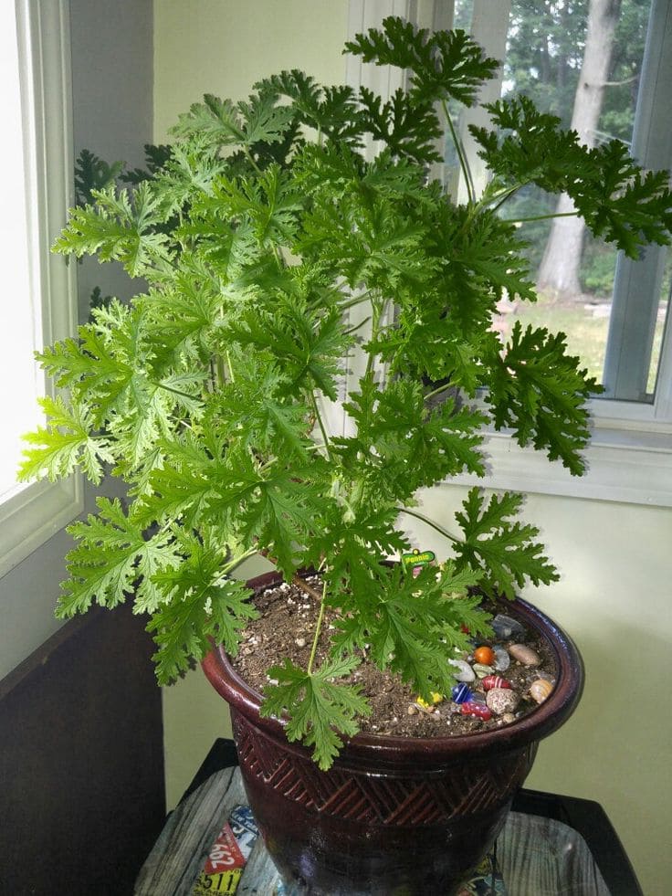 Citronella Geranium