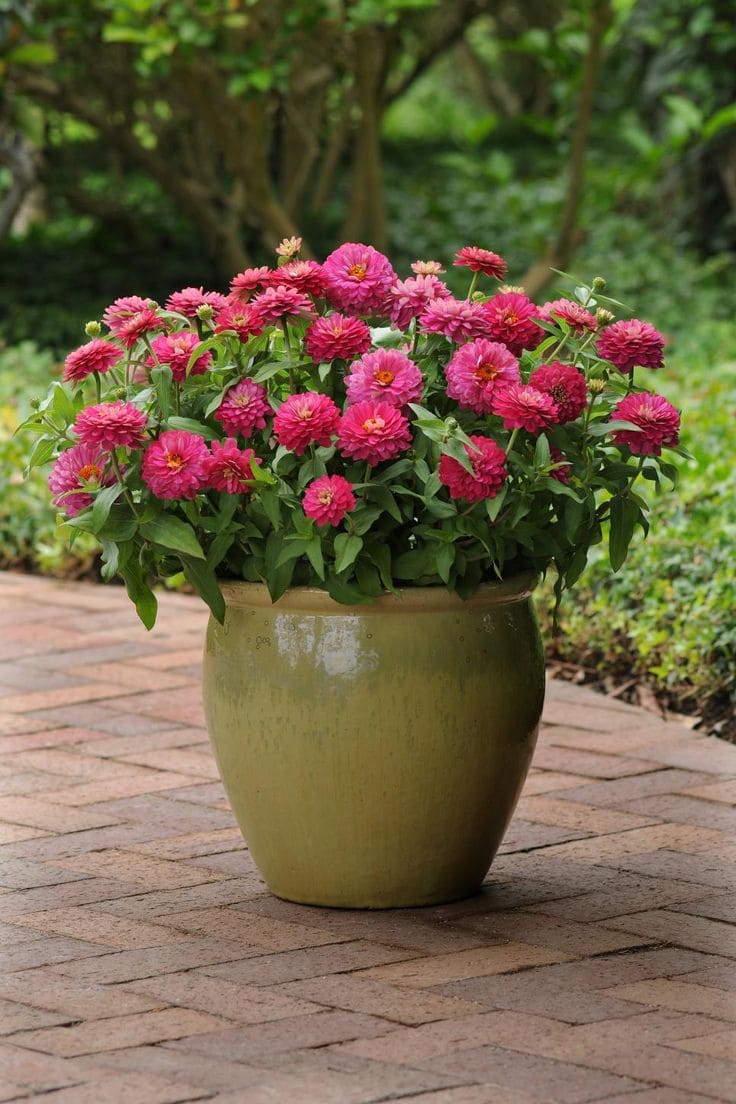 Classic Ceramic Pot Zinnia Display