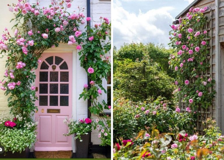 20 Gorgeous Climbing Rose Ideas You’ll Want to Copy In Your Garden