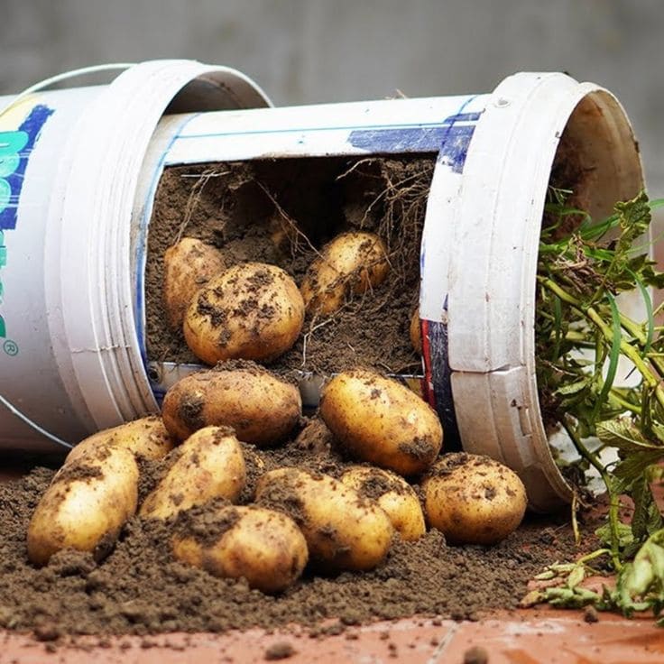 Creative Bucket-Grown Potato Harvest Idea