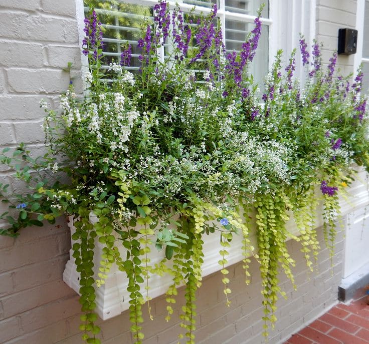 Creeping Jenny