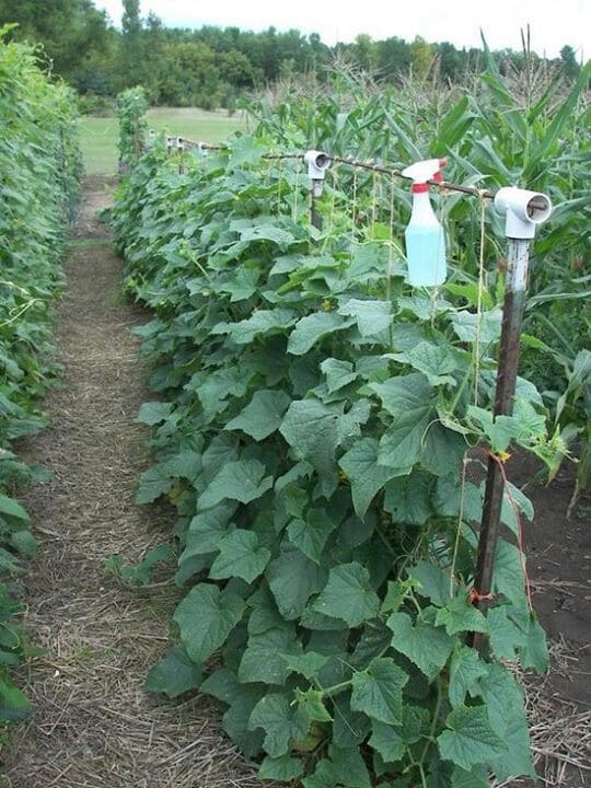 Cucumber Trellis Using Pole And Wire