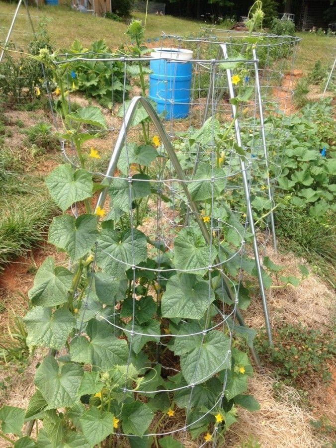 DIY Cucumber Support That's Sky-High