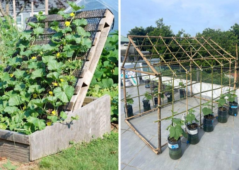 16 Brilliant DIY Cucumber Trellis Ideas to Maximize Your Harvest