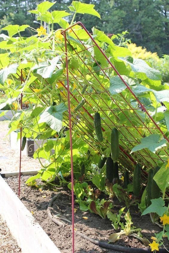 DIY Cucumber Trellis Using Metal Rod