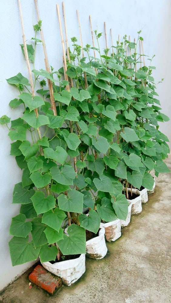 DIY Cucumber Trellis Using Wooden Stakes