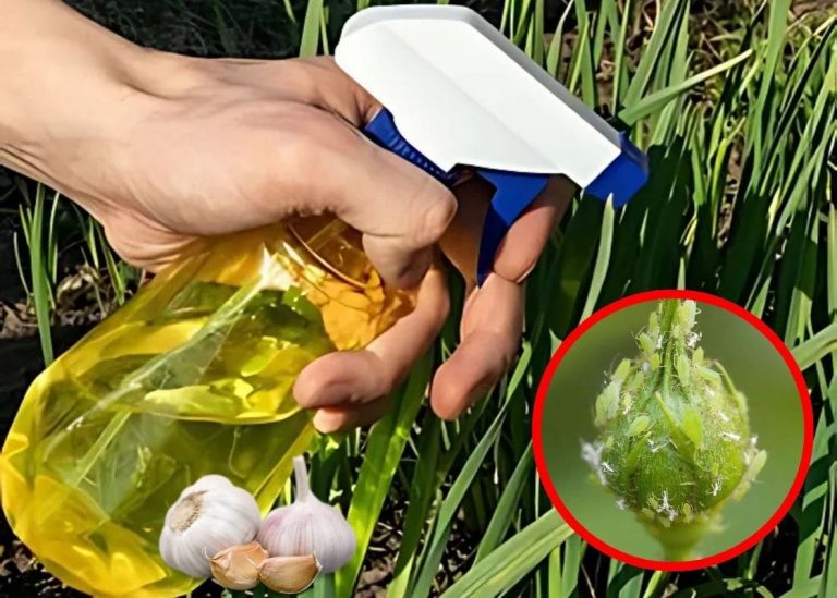 How to Make DIY Garlic Spray for Plants In Your Garden