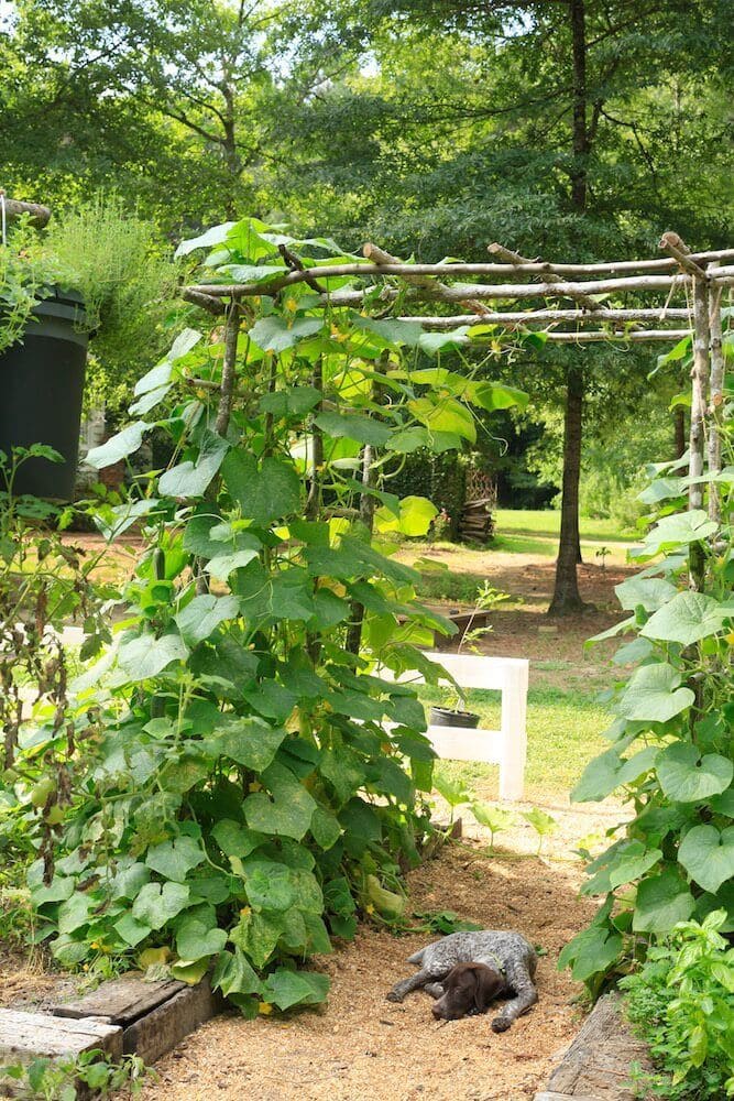 DIY Rustic Cucumber Trellis