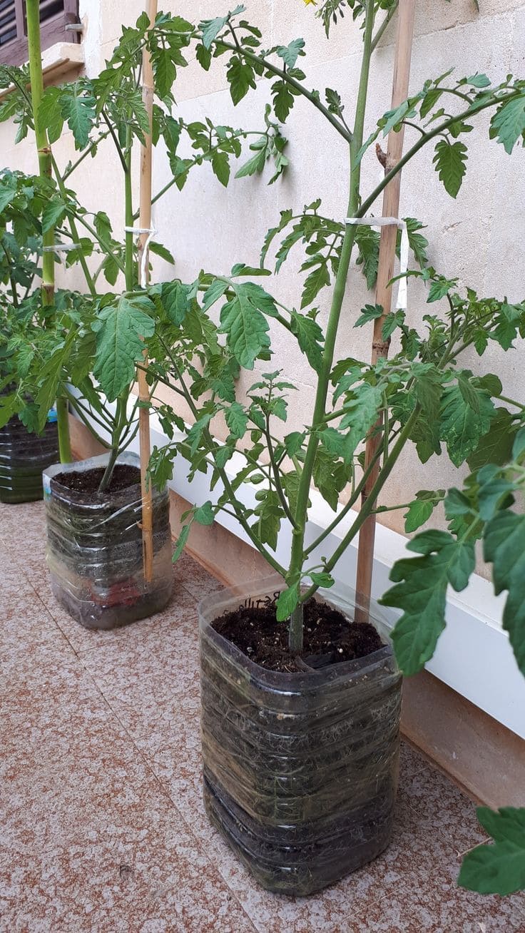 Eco-Friendly Recycled Bottle Tomato Planters