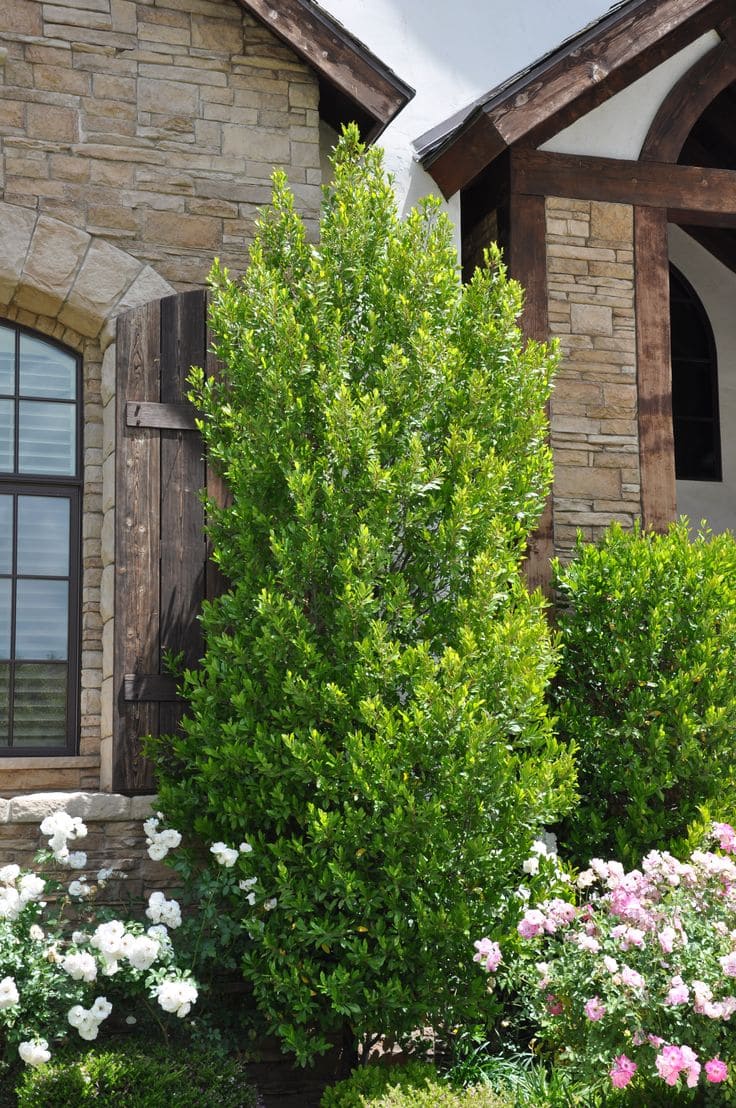 Elegant Boxwood Shrubs