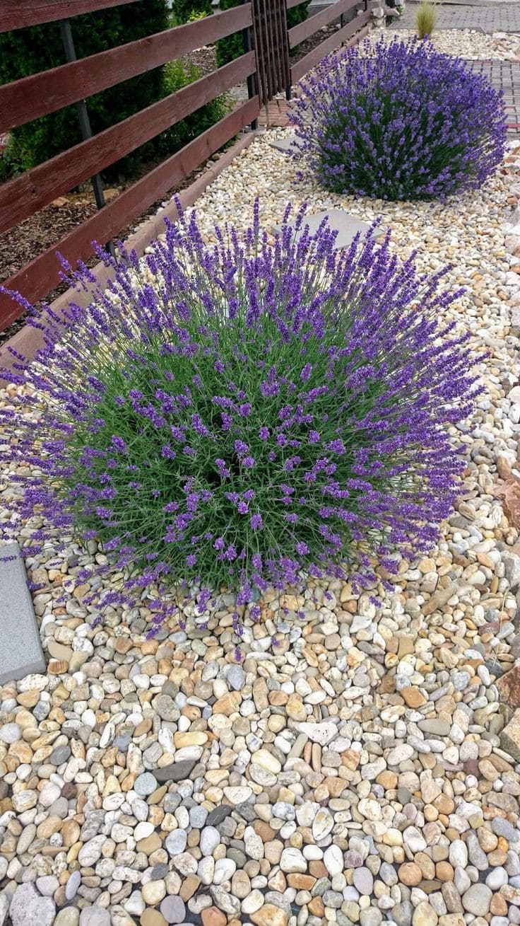 Elegant Lavender and Stone Pathway