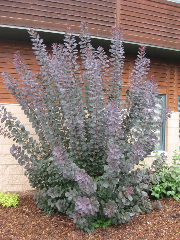 Elegant Purple Smoke Bush