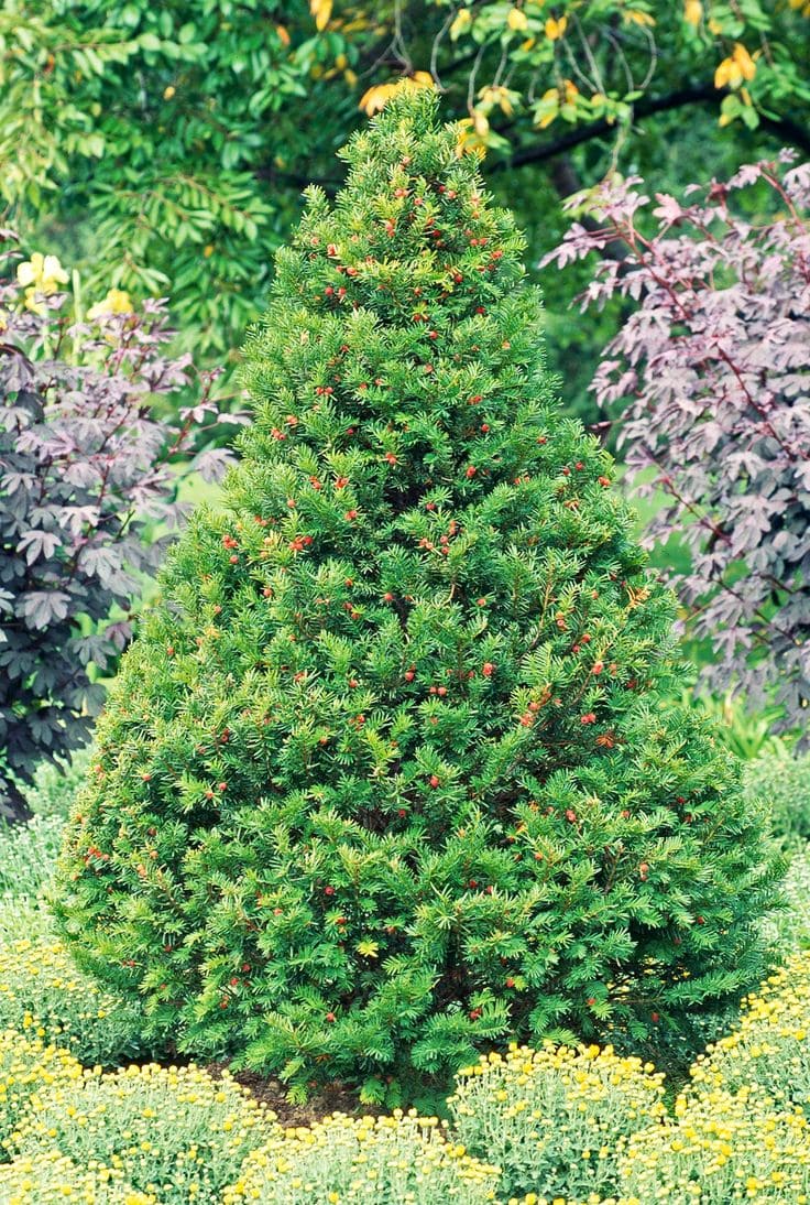 Evergreen Yew Shrub