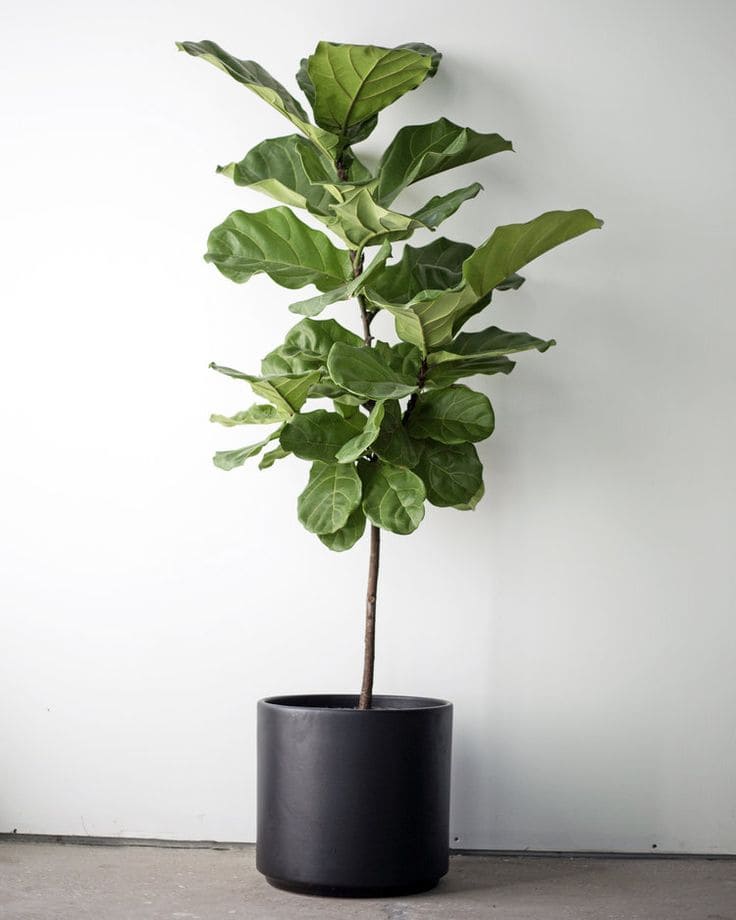 Fiddle Leaf Fig