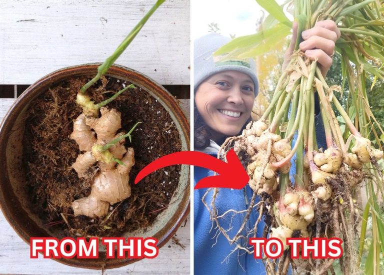 Full Guide on Planting Ginger in Pots Successfully