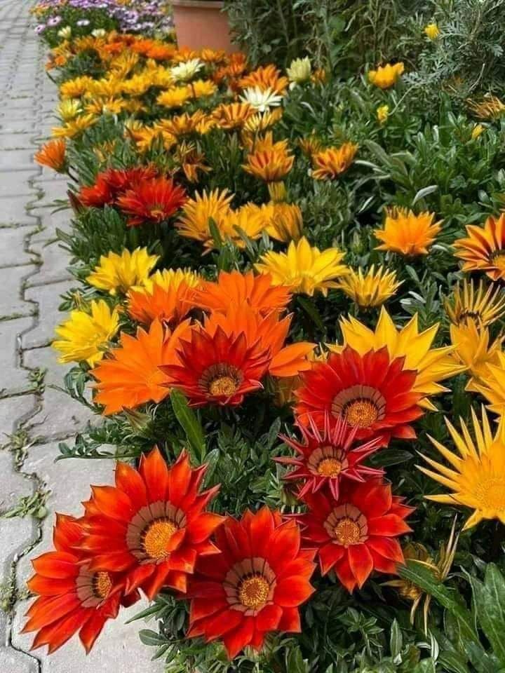 Gazania