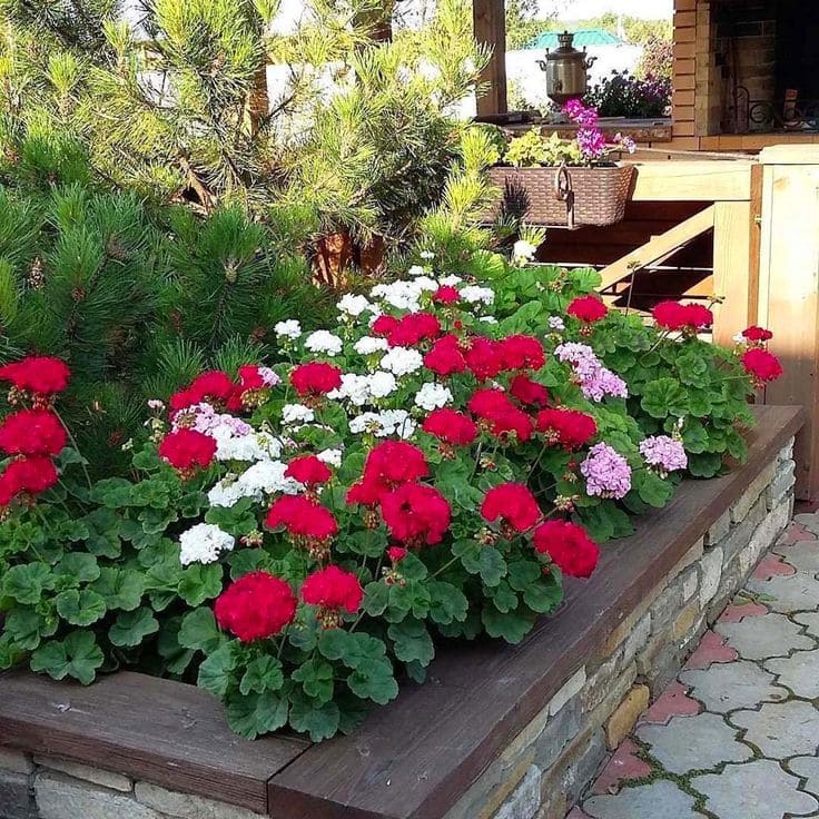 Geraniums