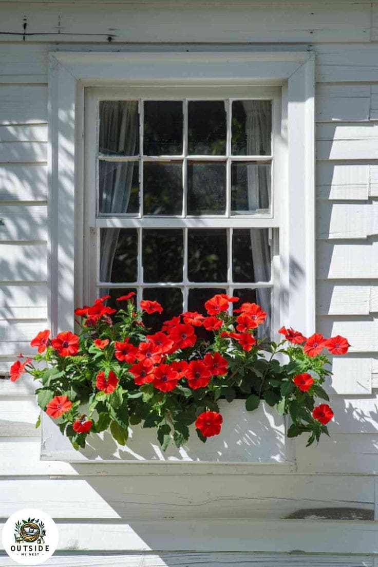 Geraniums