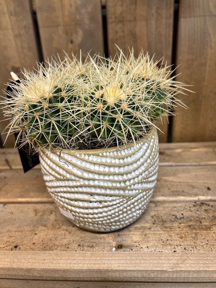 Golden Barrel Cactus