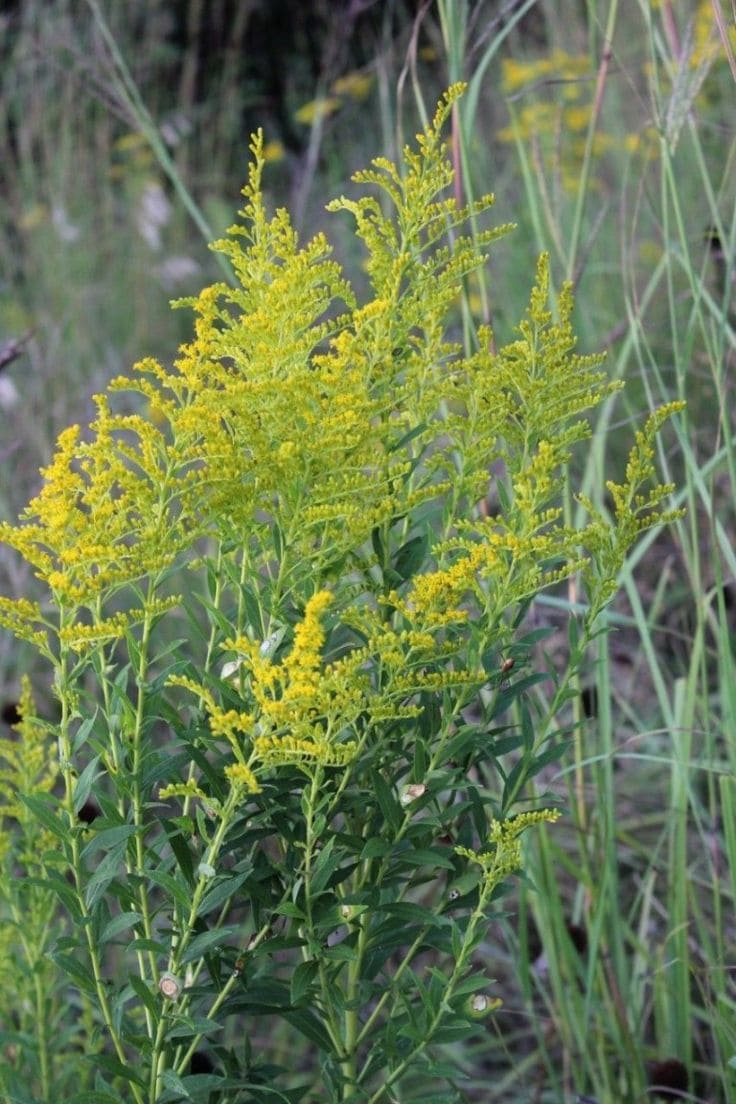 Goldenrod