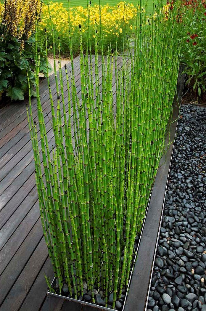 Horsetail Reed