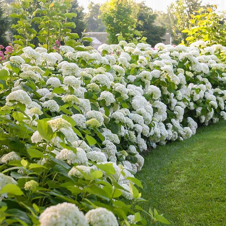 Hydrangea Hedge